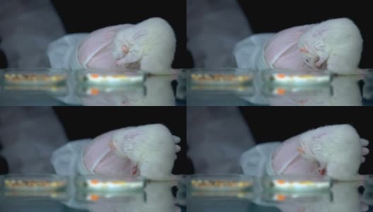 科学家在实验，动物测试，发展后监测老鼠的行为高清在线视频素材下载