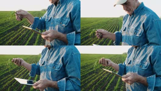 一位农民正在用Ipad检查一株小麦和根系。高清在线视频素材下载