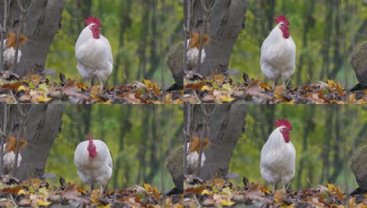 农场里的七彩公鸡的肖像。秋天的叶子在背景。红色原鸟，自然光2高清在线视频素材下载