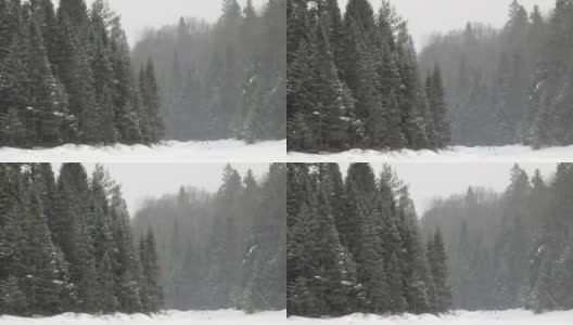 加拿大魁北克省劳伦提斯的冬季森林降雪高清在线视频素材下载