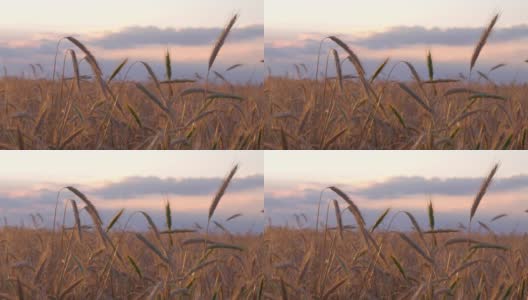 夕阳下金色的麦穗高清在线视频素材下载