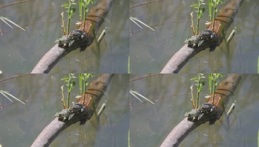 两只青蛙在水里的树枝上。高清在线视频素材下载