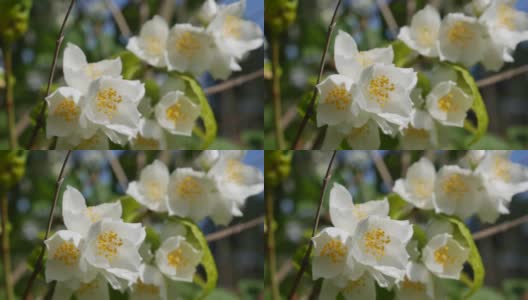 特写树枝与美丽的雪白的茉莉花在花园里。盛开的茉莉花分支。植物、细节、自然高清在线视频素材下载