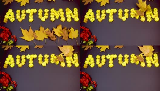 秋字由黄色的菊花花头制成。秋天的枫叶在风中飞舞。高清在线视频素材下载