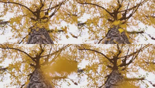 秋天的树叶从树上落下高清在线视频素材下载