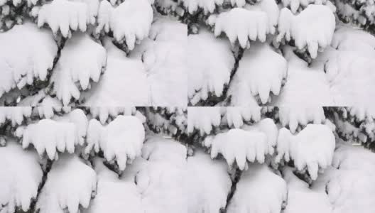 被雪覆盖的云杉树枝像雪爪一样摇摆。高清在线视频素材下载