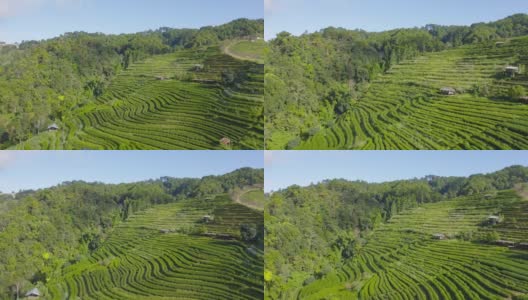 鸟瞰图的绿色新鲜茶或草莓农场，农业植物领域在亚洲。农村地区。农场的模式结构。自然景观背景。泰国清迈。高清在线视频素材下载