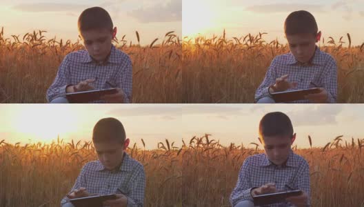一位年轻的农民在日落时分用平板电脑和成熟的小麦近场使用互联网高清在线视频素材下载