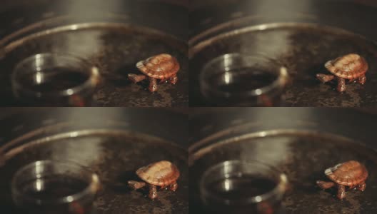 黑茶石桌陶瓷龟形热水高清画面高清在线视频素材下载