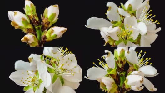 Almond Flower blooming against black background in a time lapse movie. Prunus amygdalus growing in one axis motion, time-lapse.高清在线视频素材下载