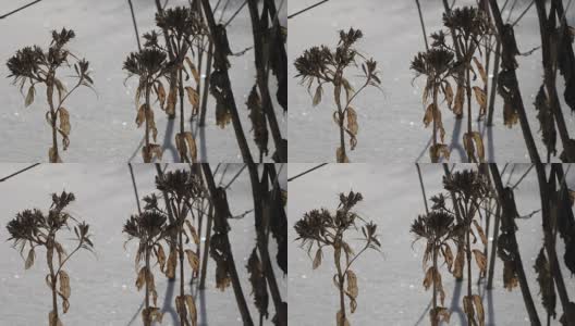 冬天，干枯的植物特写高清在线视频素材下载