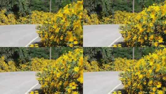 墨西哥的向日葵高清在线视频素材下载
