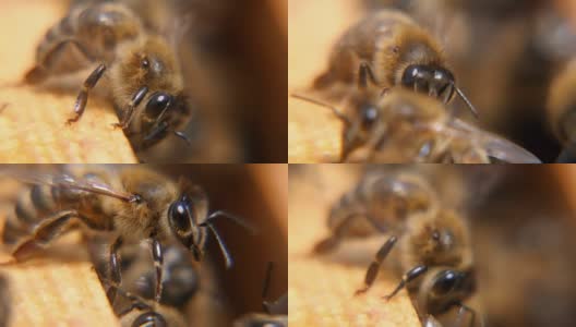 两只蜜蜂振着透明的翅膀，爬进蜂巢高清在线视频素材下载
