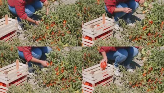 在意大利南部的夏季番茄收获期间选择番茄高清在线视频素材下载