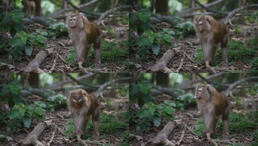 猴子生活在泰国普吉岛的一片天然森林里。高清在线视频素材下载