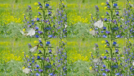 蝴蝶在草地的花上飞舞高清在线视频素材下载
