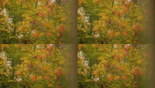 秋天时树枝和树叶的特写高清在线视频素材下载