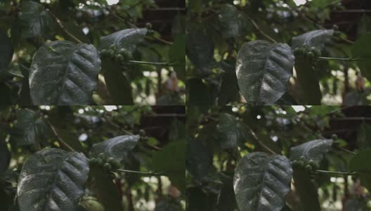 在印度尼西亚巴厘岛的一个种植园里烘焙咖啡高清在线视频素材下载
