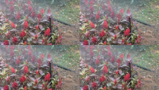 施普林格在花园里浇花。高清在线视频素材下载