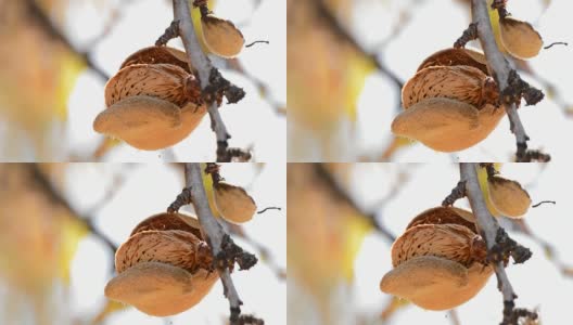 一个阳光明媚的日子，带壳的杏仁挂在杏树的树枝上高清在线视频素材下载