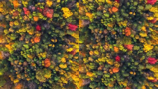 笔直向下看秋天的彩色树木，风景优美的森林高清在线视频素材下载