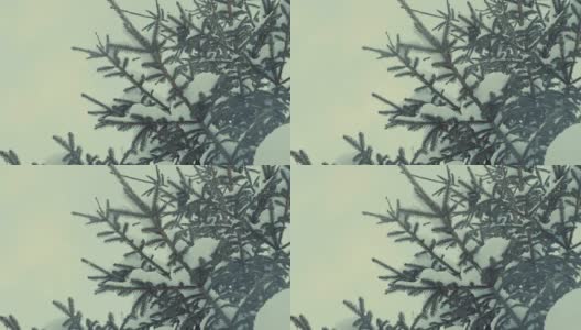 Fir tree in the snow, snowfall.高清在线视频素材下载