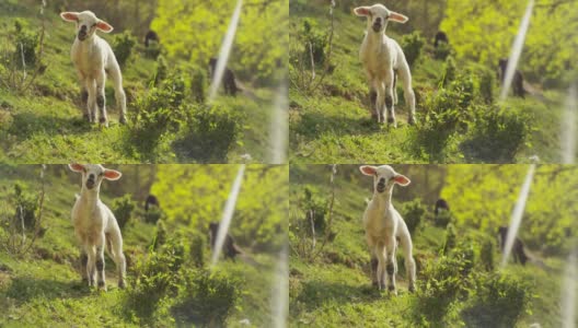 农场上，一只美丽的白色小羊羔在大自然中，以草木为背景，理念:生态、家畜、生物、农作。高清在线视频素材下载