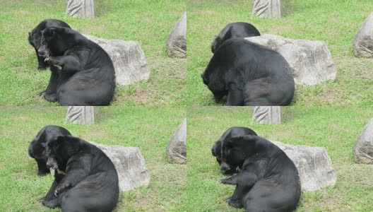 亚洲黑熊黑熊高清在线视频素材下载