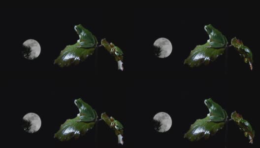 南方两只青蛙在看月亮高清在线视频素材下载