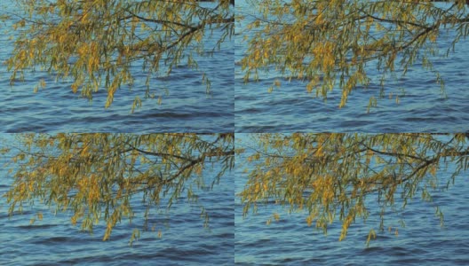 河边的柳树高清在线视频素材下载
