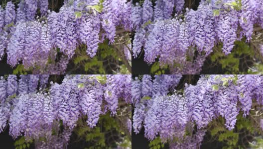 茂密的紫藤攀缘植物紫罗兰花簇在温和的风高清在线视频素材下载