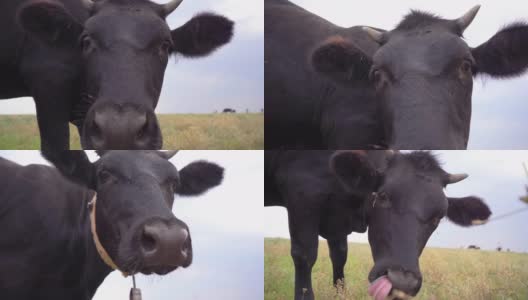 黑牛看着摄像机，嗅了嗅她。奶牛特写，4k高清在线视频素材下载