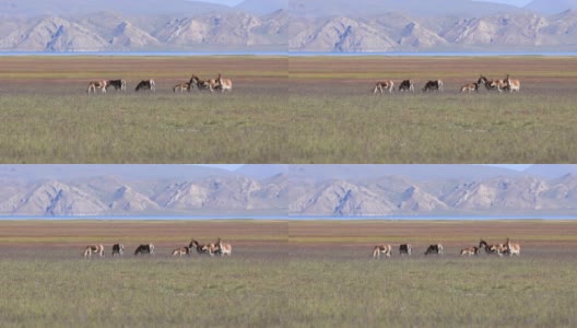 中国西藏高海拔山区的牦牛高清在线视频素材下载