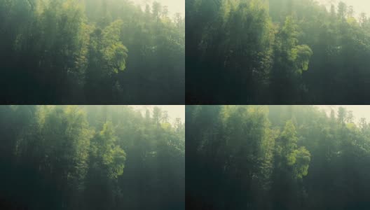 晨光中的山谷森林景色高清在线视频素材下载