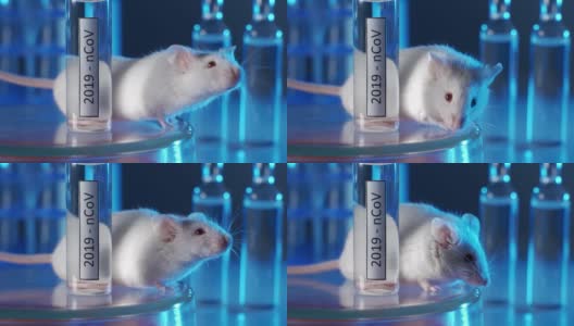 实验用小白鼠，带着一小瓶疫苗或冠状病毒药物。这一概念是开发和测试治疗冠状病毒的疫苗或药物。动物药物测试高清在线视频素材下载