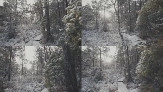 冬季户外:阳光明媚的日子里，白雪覆盖的森林景观高清在线视频素材下载