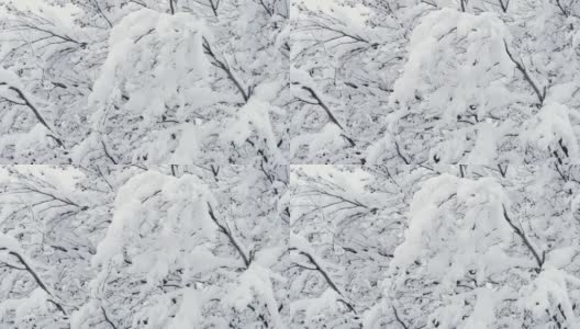 白雪覆盖的树木在冬日的大雪中被一阵阵的风吹着高清在线视频素材下载