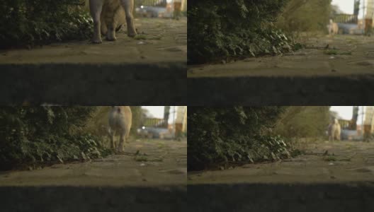 可爱的哈巴狗在后院电影高清高清在线视频素材下载