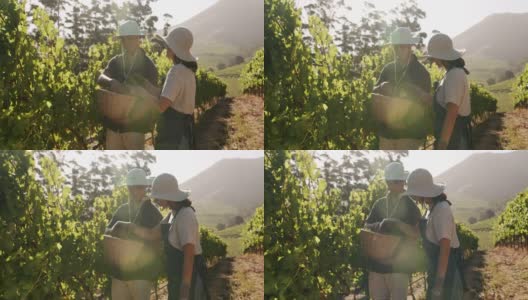 4k视频显示两个年轻人在葡萄园里把葡萄放进篮子里高清在线视频素材下载