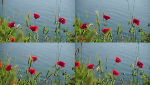 红色的罂粟花和绿色的草在日落的海洋背景。美丽的田野猩红罂粟花与选择性焦点。柔和光线下的红色罂粟花。满是红色罂粟花的空地。软焦点模糊。罂粟花sp高清在线视频素材下载