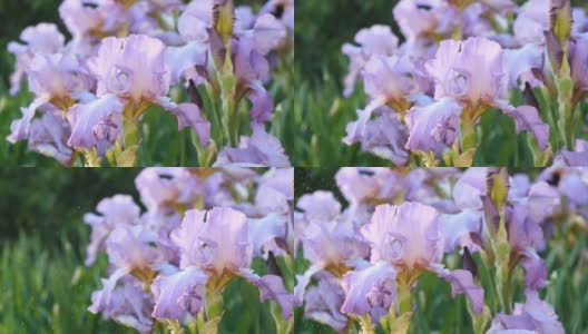 紫罗兰蝴蝶花在初夏盛开。日落时，水滴落在白色的鸢尾花上。高清在线视频素材下载