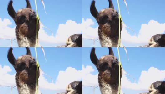 羊驼在秘鲁高清在线视频素材下载