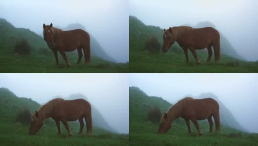 黎明时分，在欧亚村厄斯克拉的亚亚山(Monte Peñas de Aya，又称Aiako Harria)多云的山顶上，一匹正在吃草的马。巴斯克地区高清在线视频素材下载
