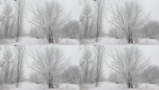 在一个寒冷的霜冻的日子里，冬天的森林景观与雪花在缓慢的动作高清在线视频素材下载