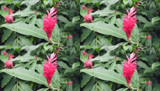 红色暹罗郁金香花的特写镜头高清在线视频素材下载