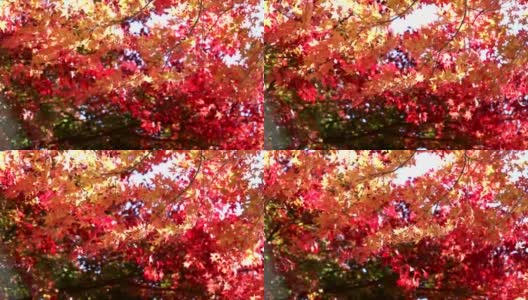 秋天风吹落叶颜色变化高清在线视频素材下载