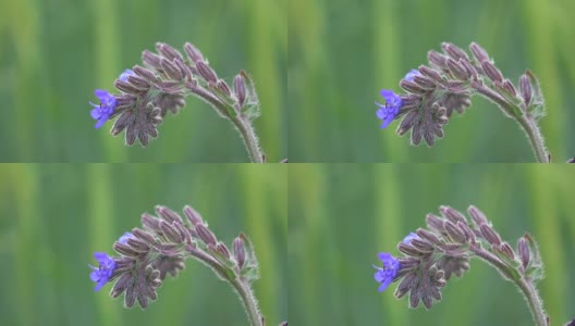 蓝色的野花，有花序，4K高清在线视频素材下载