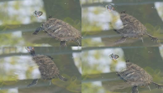 红腹龟和其他乌龟一起在池塘里游泳高清在线视频素材下载