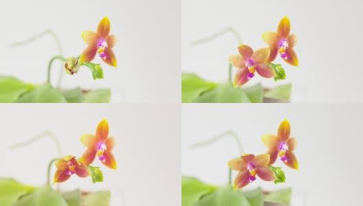 美丽罕见的兰花在花盆上模糊的背景高清在线视频素材下载