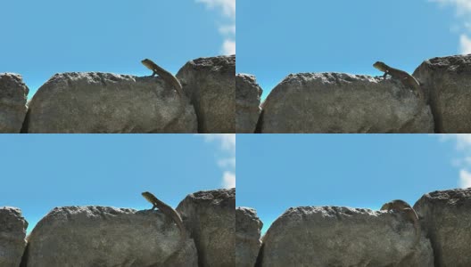 马丘比丘的石墙上的蜥蜴的特写高清在线视频素材下载